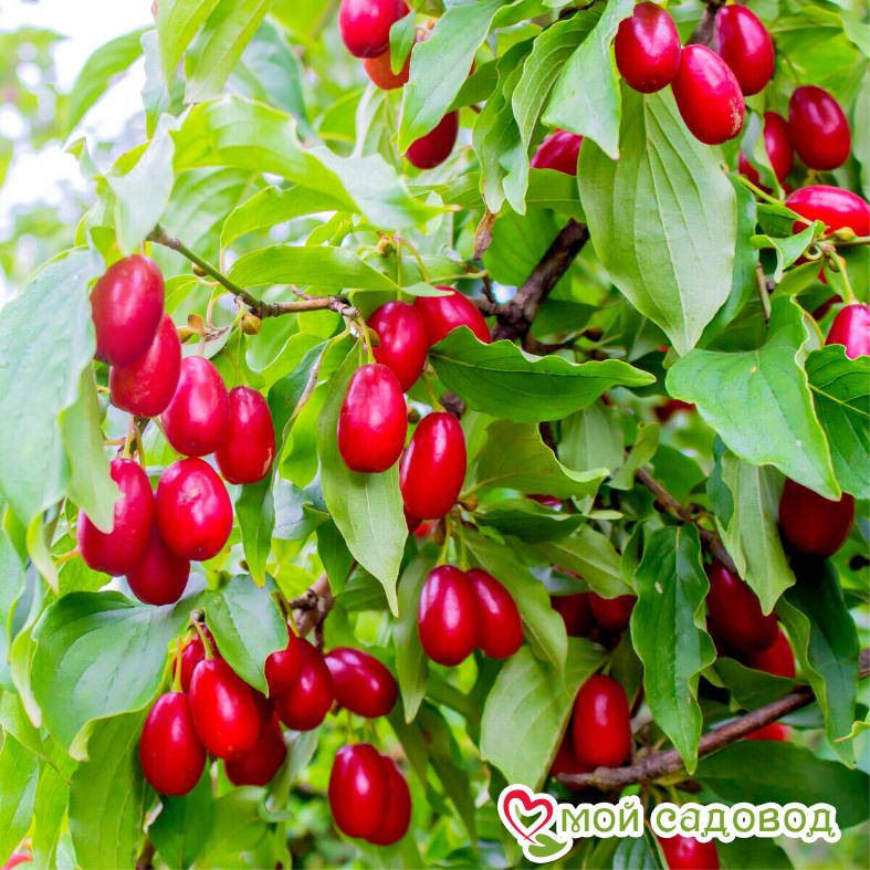 Кизил "Евгения"