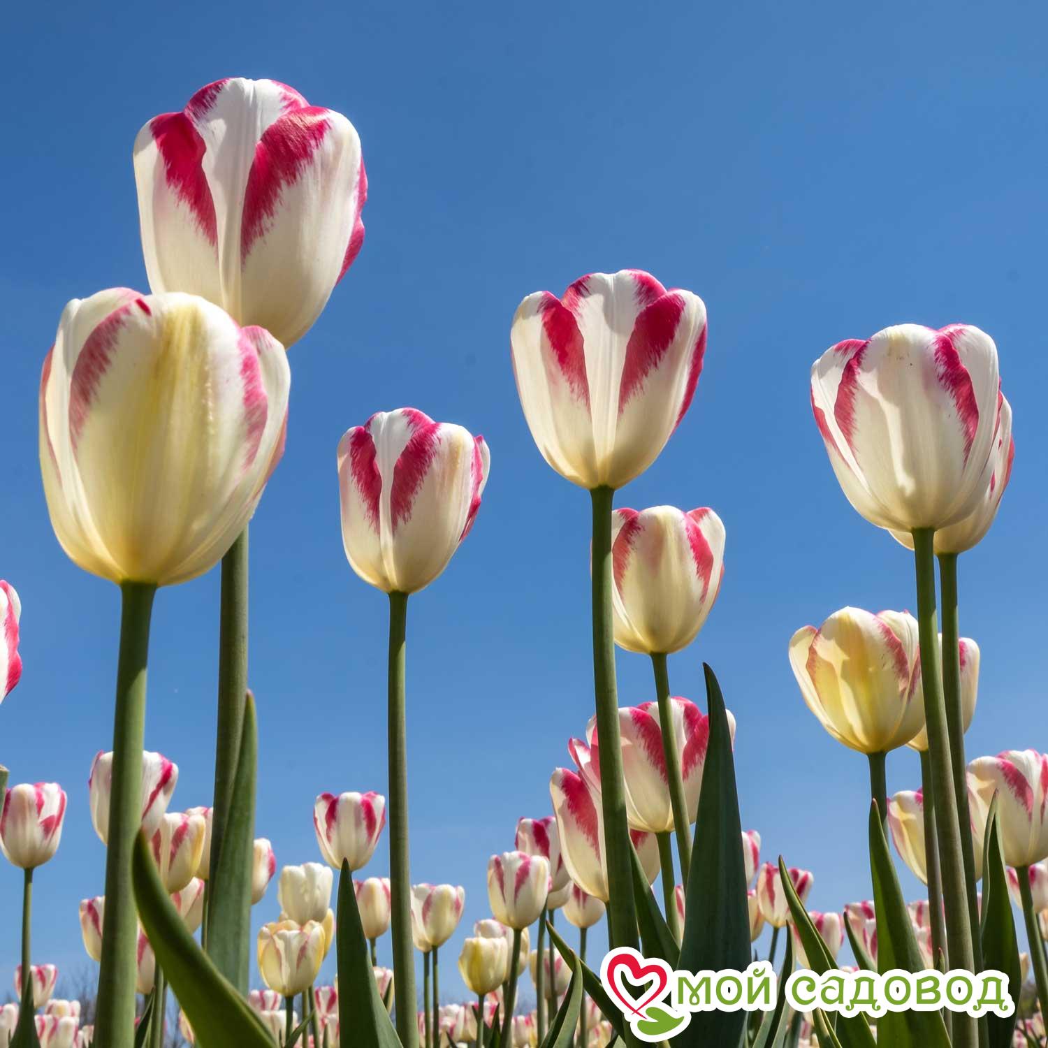 Тюльпан Силк Сюрпрайз