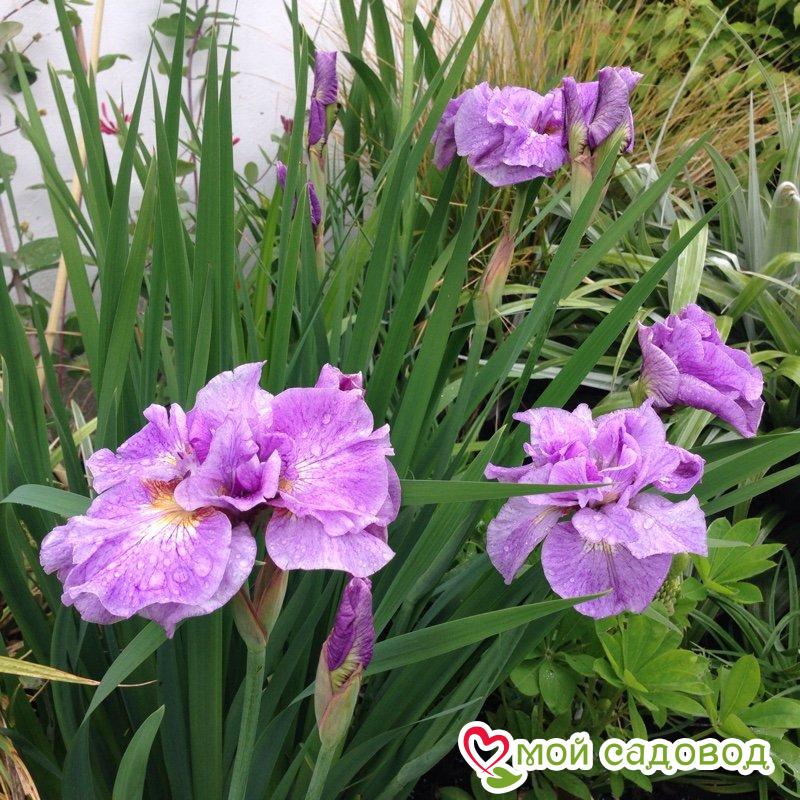Ирис сибирский Пинк Парфейт