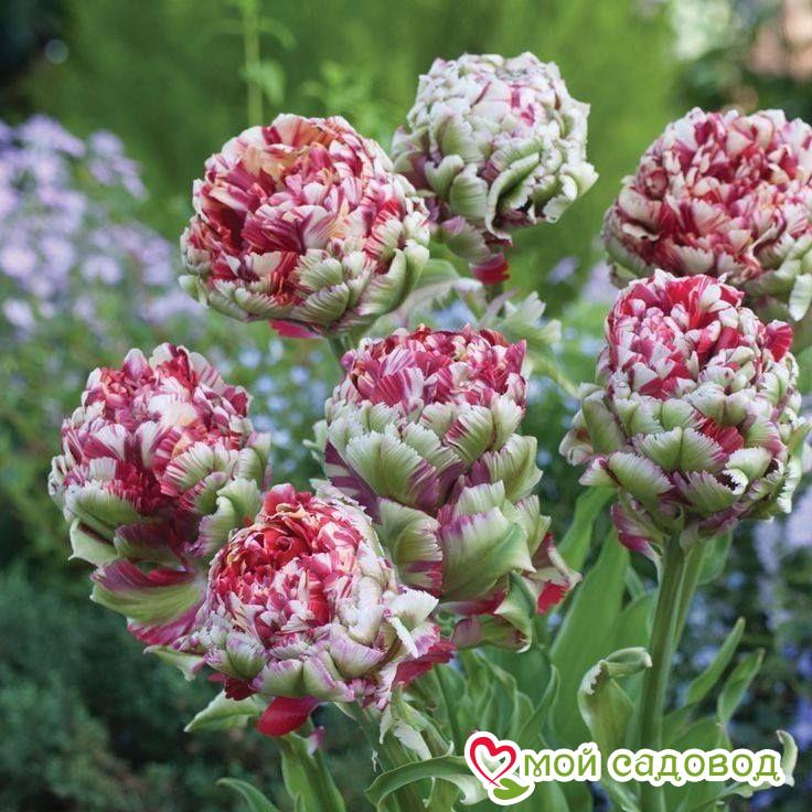 Тюльпан Дабл Флеминг Берд